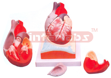 HUMAN HEART, 3/4 FULL SIZE, 2 PARTS